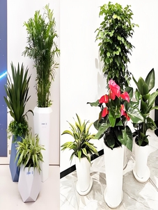 前湾盆景租赁公司，绿植装点美好世界